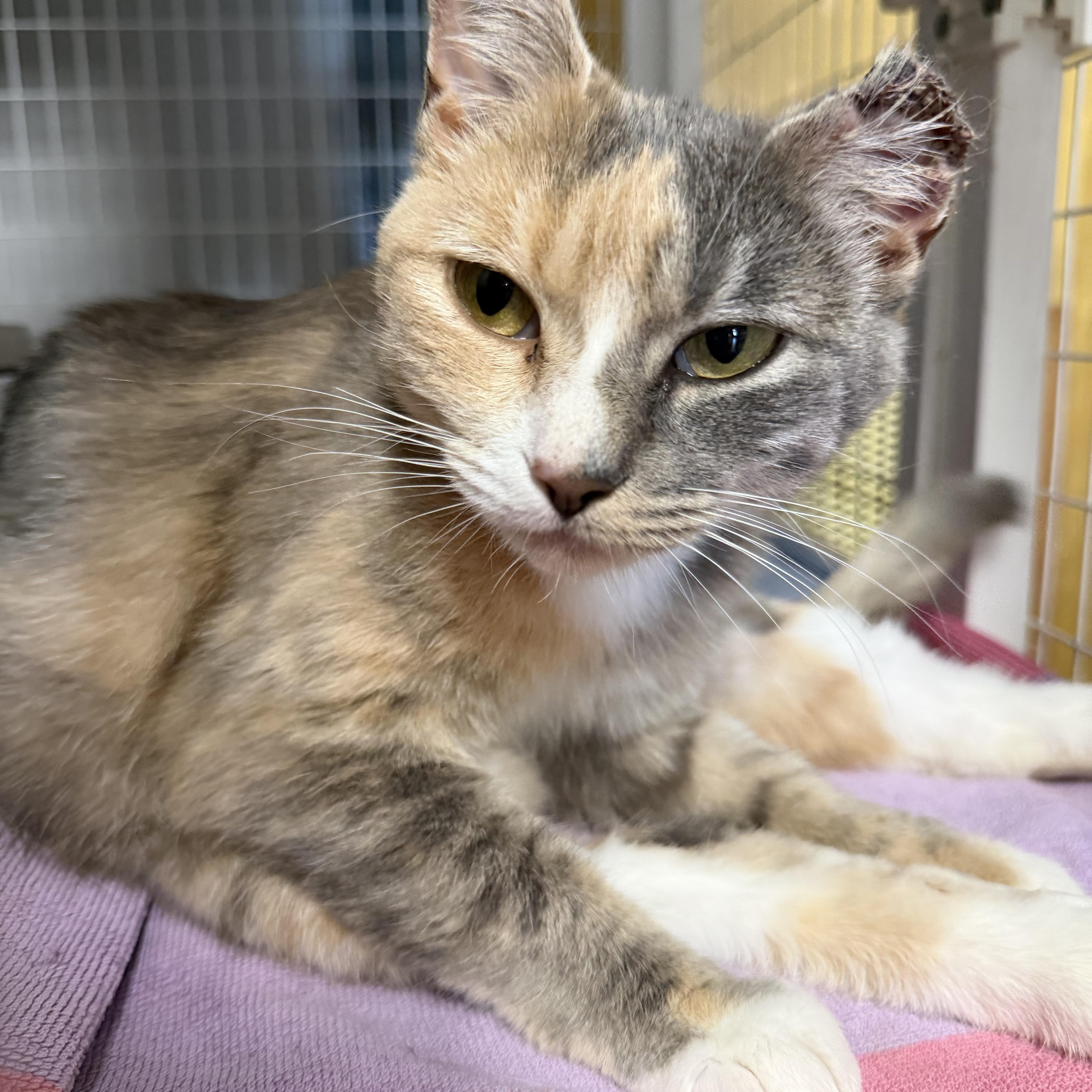 Enlarge Milkdud, a Adoptable Domestic Short Hair in Milford, CT image 2/4