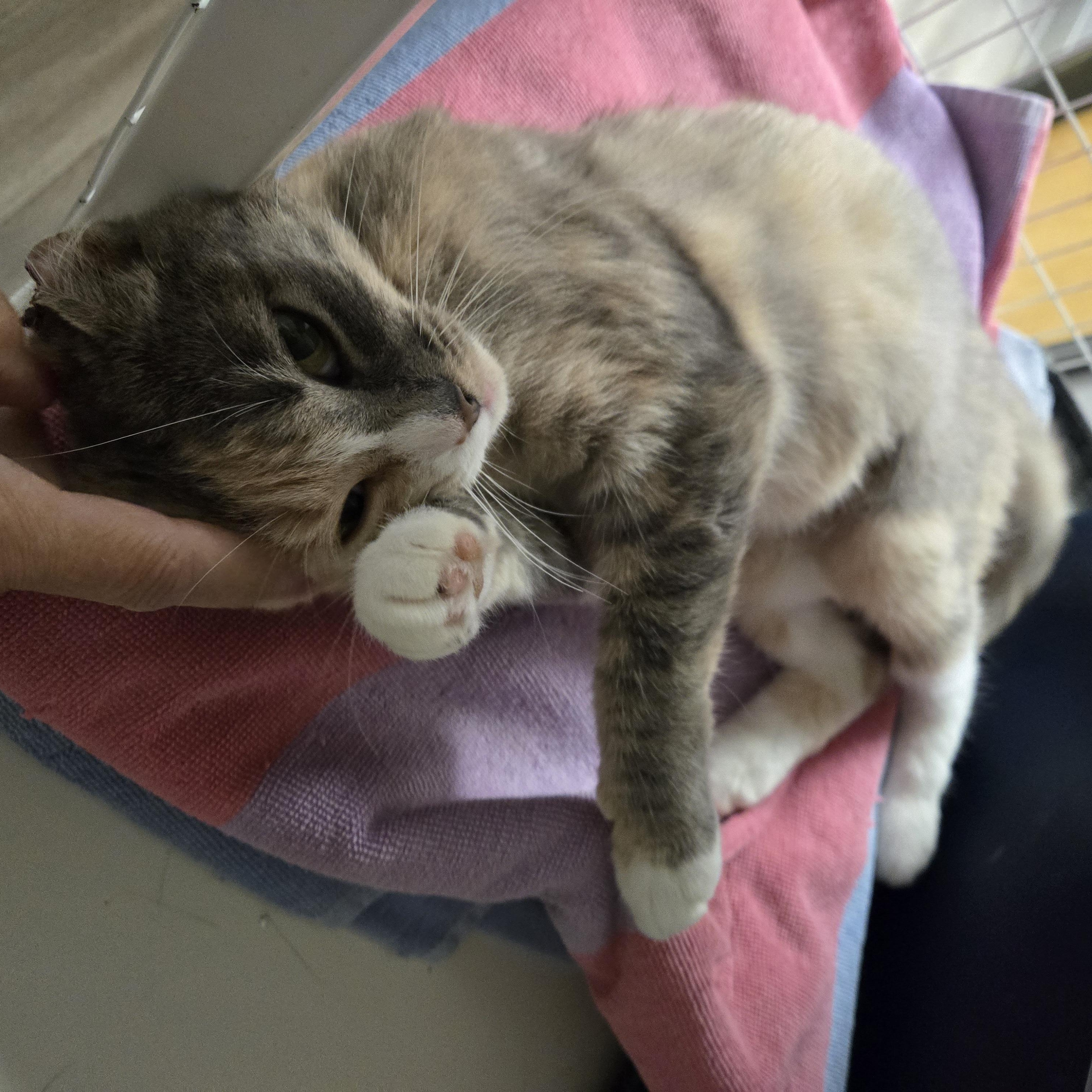Milkdud, Adoptable, Young Female Domestic Short Hair.