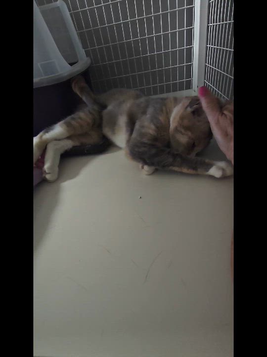 Enlarge Milkdud, a Adoptable Domestic Short Hair in Milford, CT video 4/4