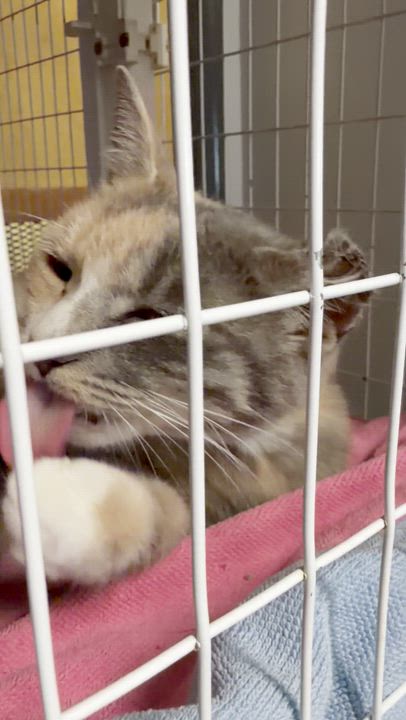 Enlarge Milkdud, a Adoptable Domestic Short Hair in Milford, CT video 3/4