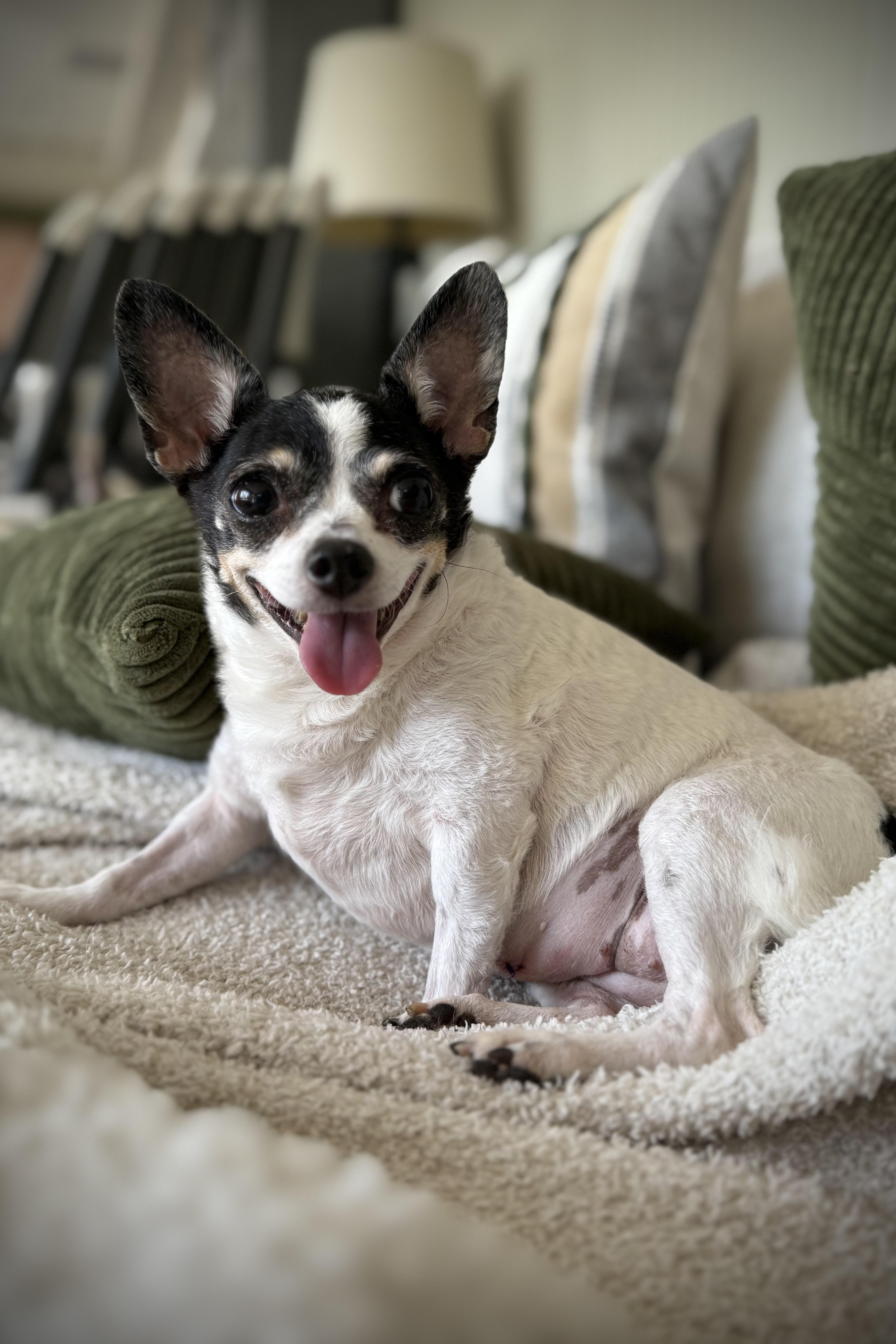 Bitty, Adoptable, Senior Female Chihuahua.