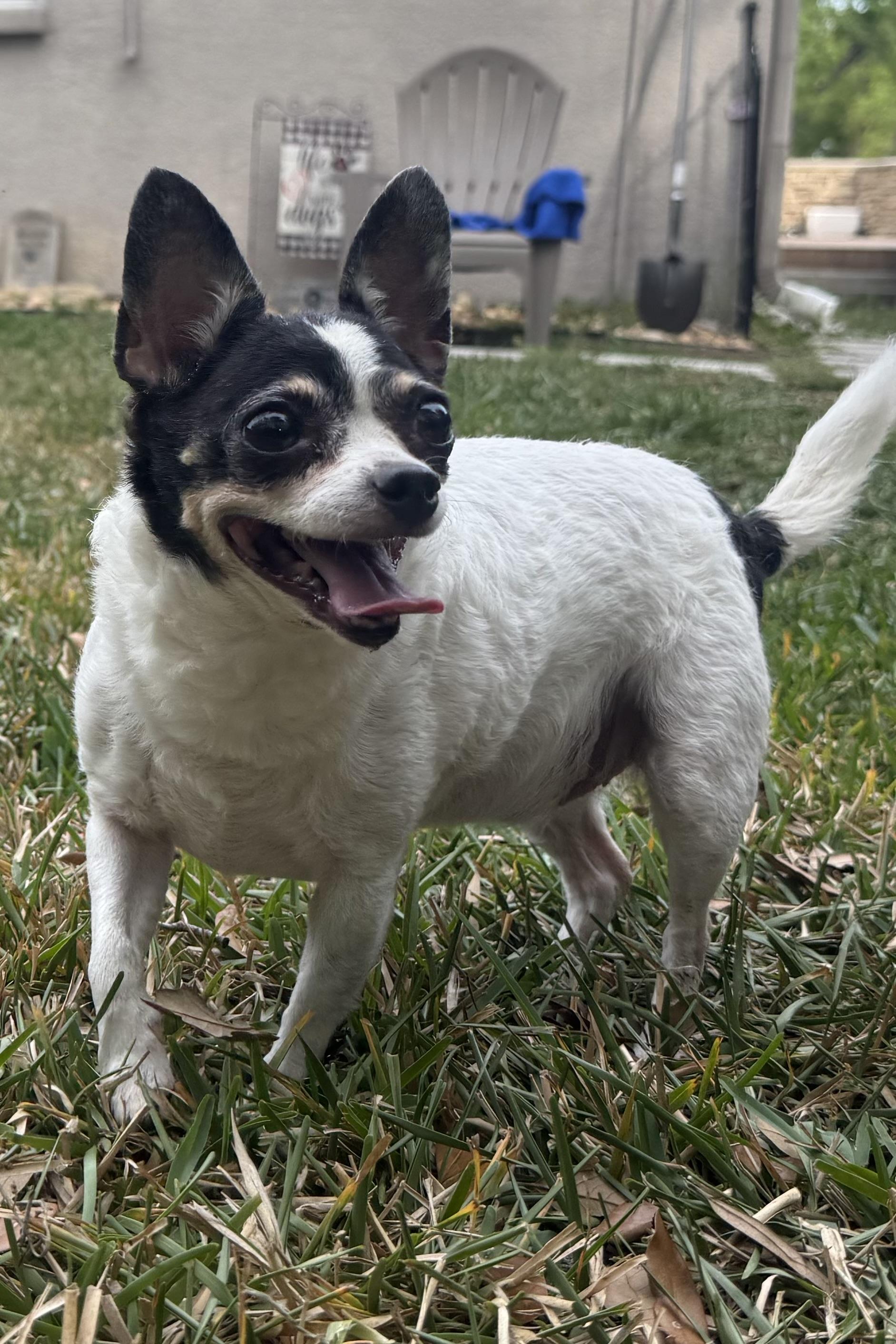 Bitty, a Adoptable Chihuahua in Plant City, FL image 2/4