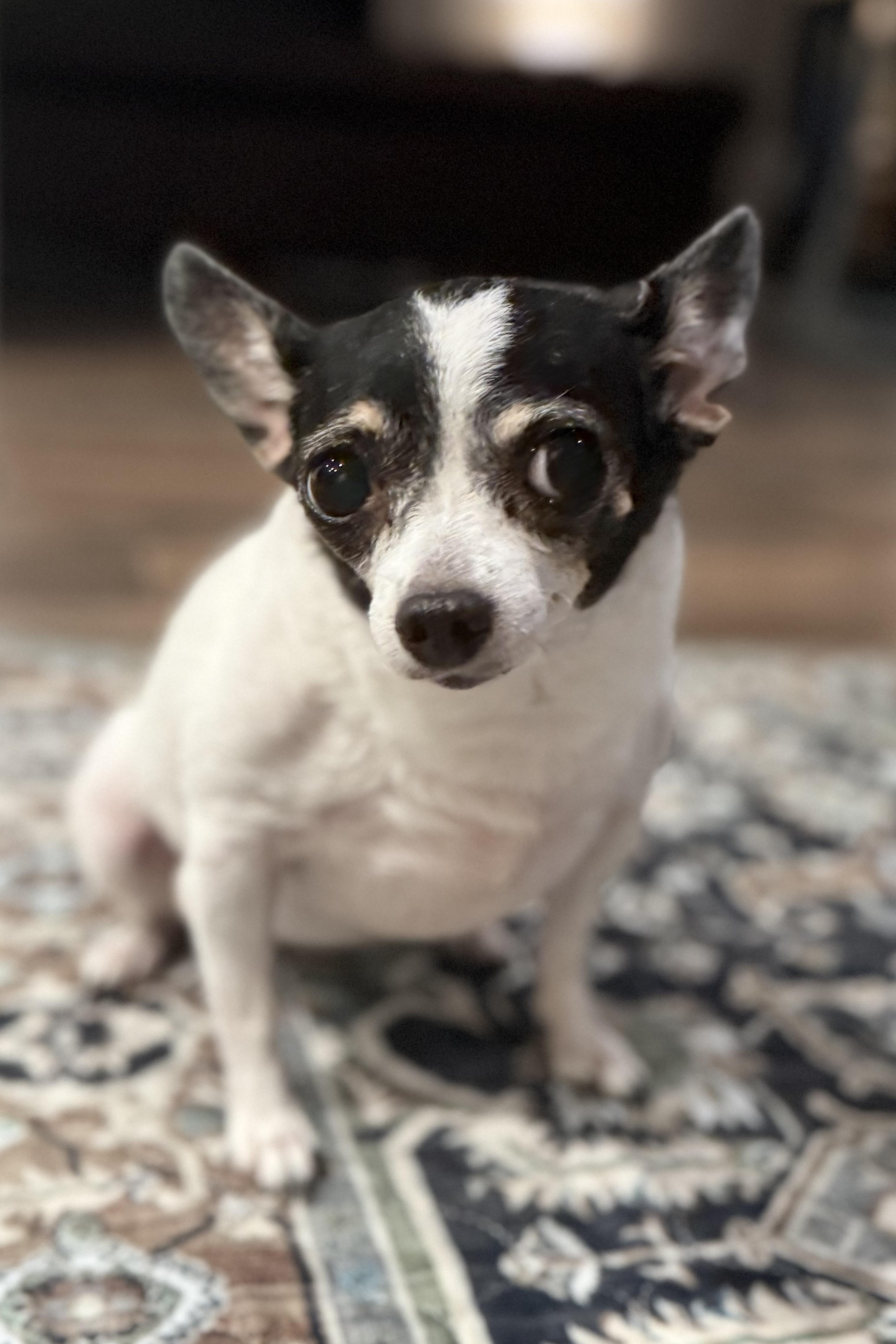 Bitty, a Adoptable Chihuahua in Plant City, FL image 3/4