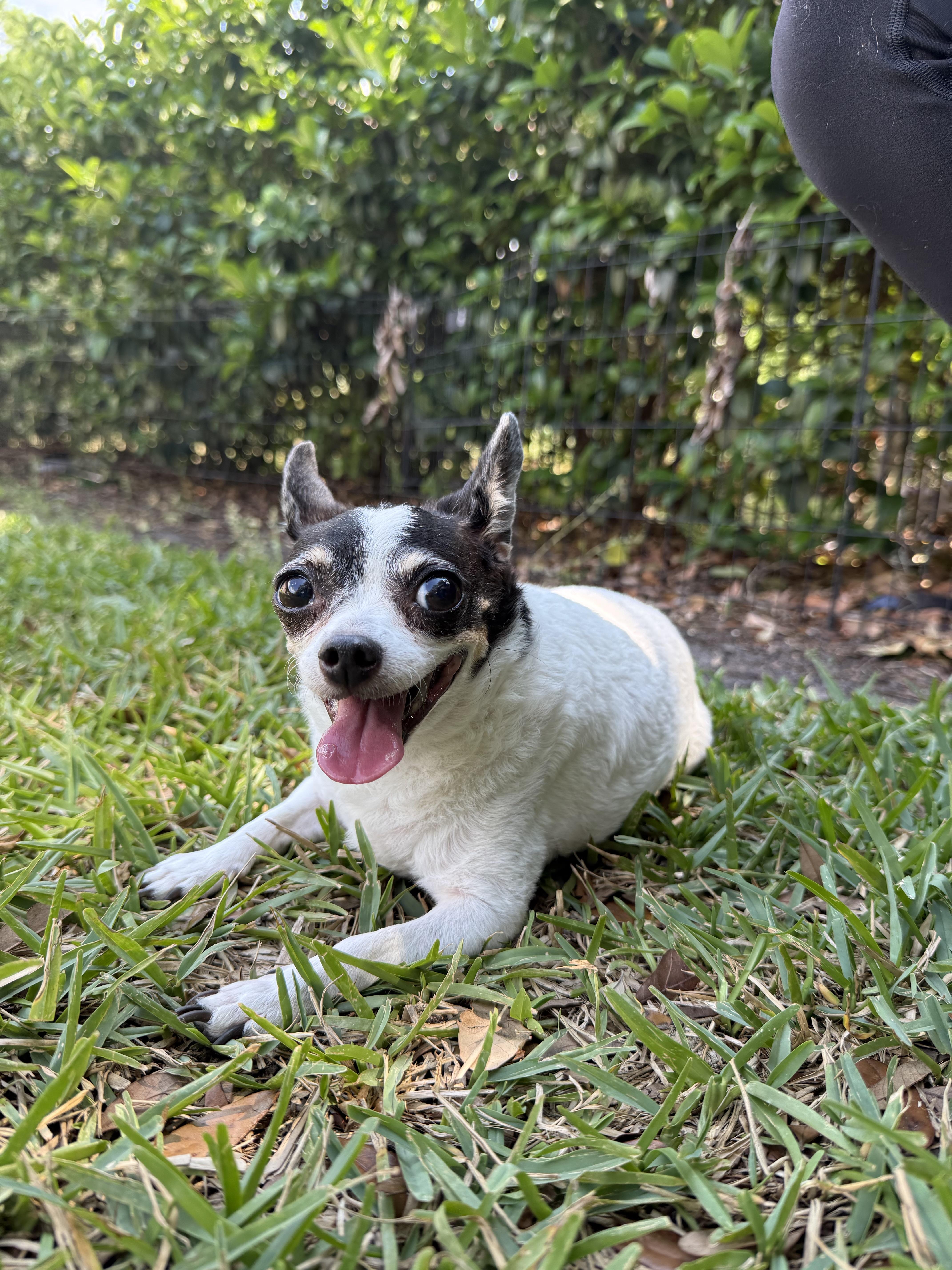 Bitty, a Adoptable Chihuahua in Plant City, FL image 4/4