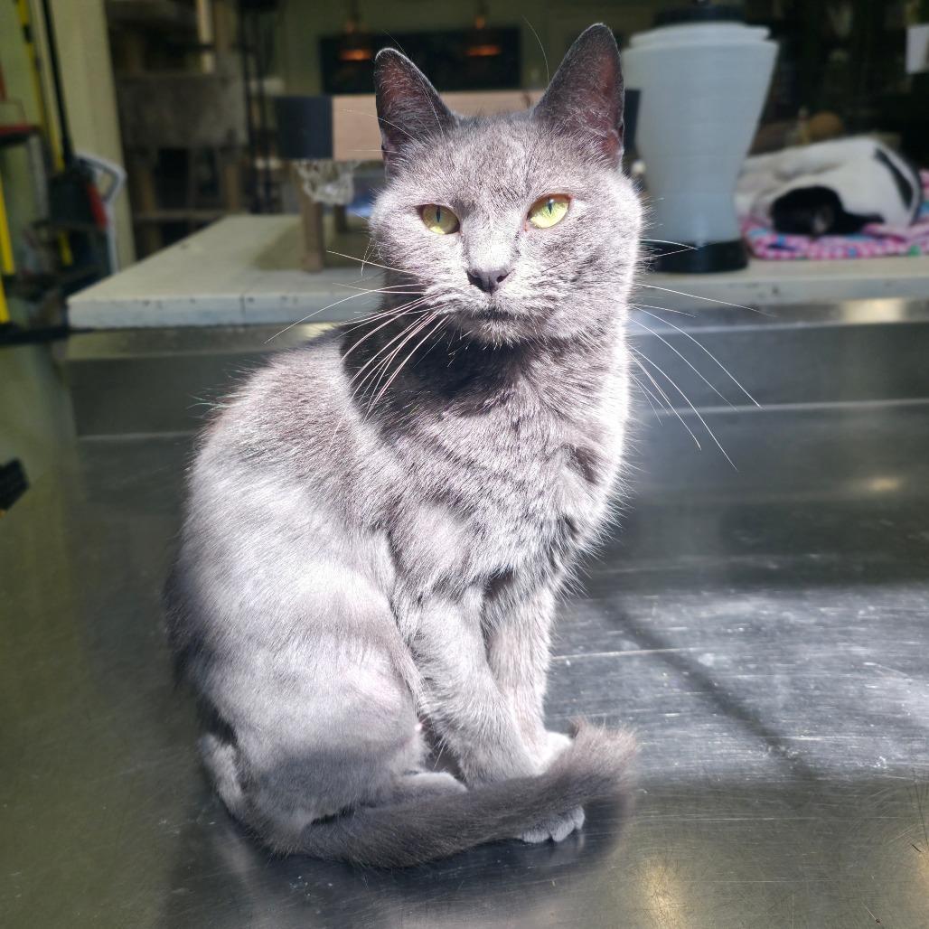Mama Junebug, Adoptable, Adult Female Domestic Short Hair & Russian Blue.