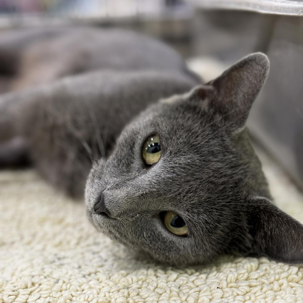 Mama Junebug, Adoptable, Adult Female Domestic Short Hair & Russian Blue.
