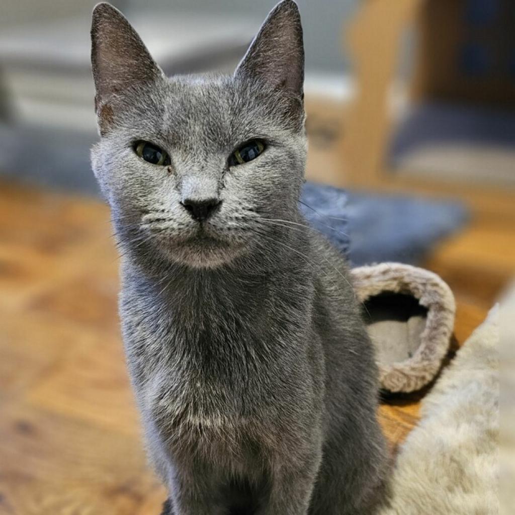Mama Junebug, a Adoptable mixed breed in Mount Juliet, TN image 2/4