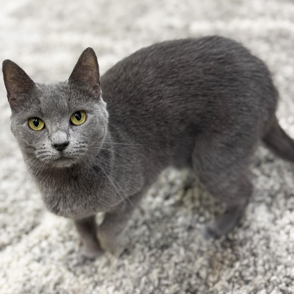 Mama Junebug, a Adoptable mixed breed in Mount Juliet, TN image 3/4