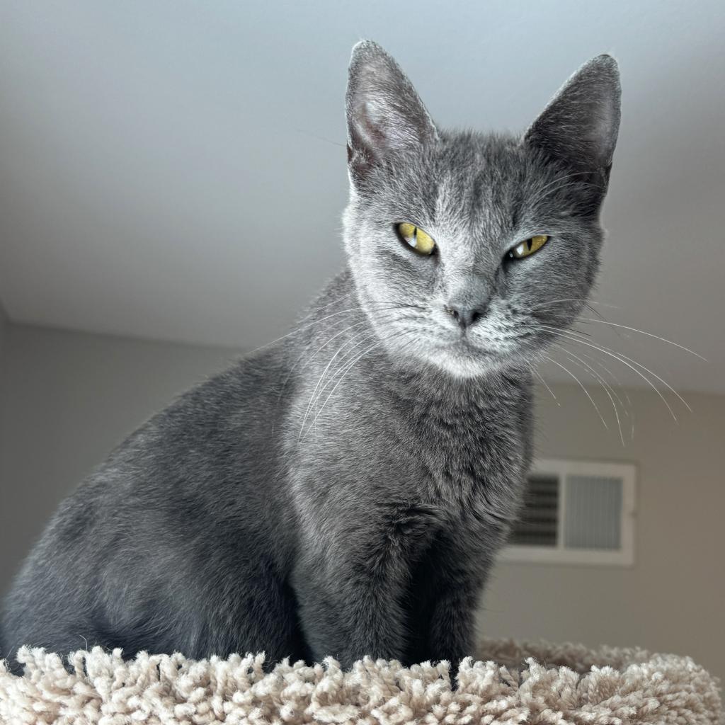 Mama Junebug, a Adoptable mixed breed in Mount Juliet, TN image 4/4