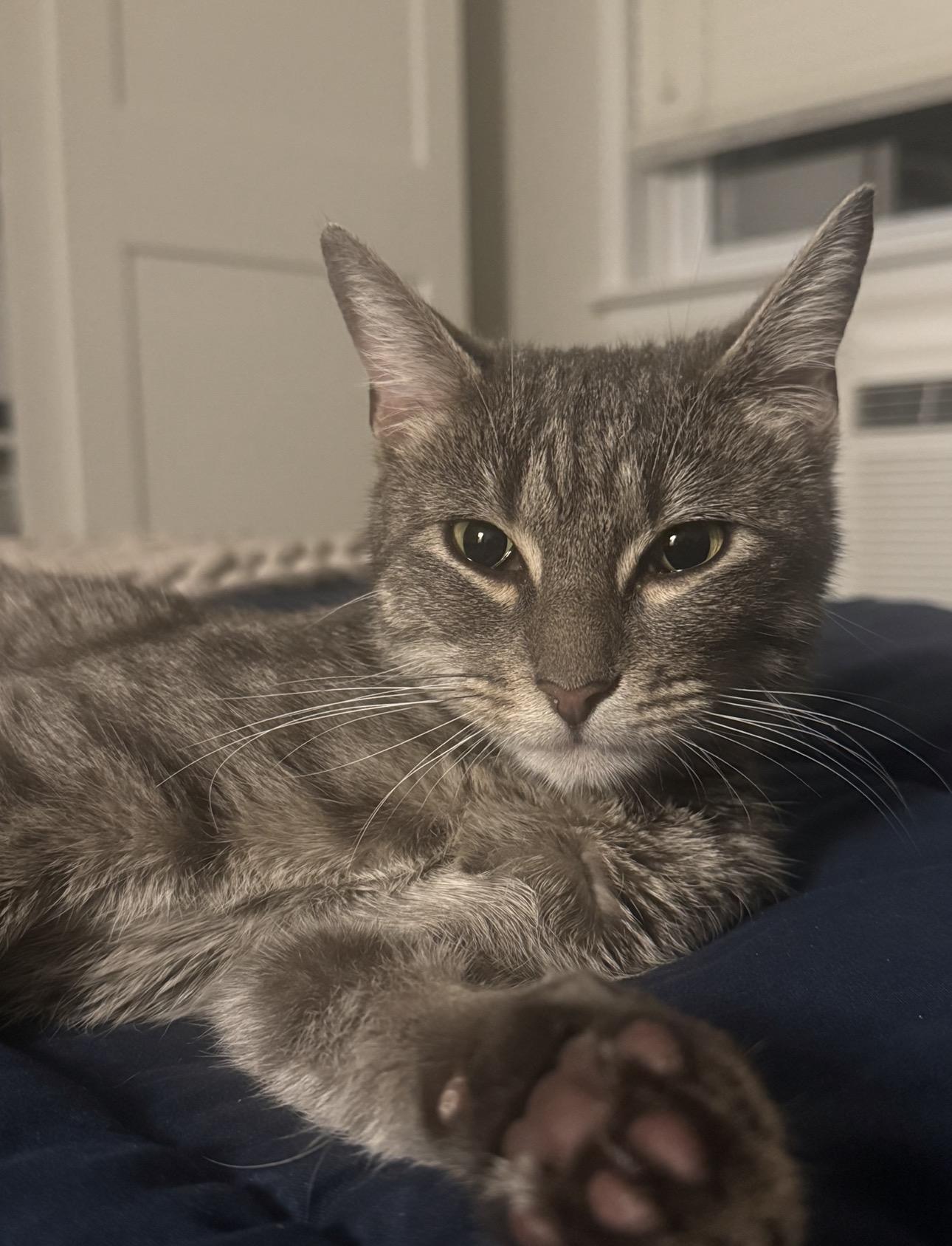 Dove, an adopted Domestic Short Hair in South Ozone Park, NY image 2/3