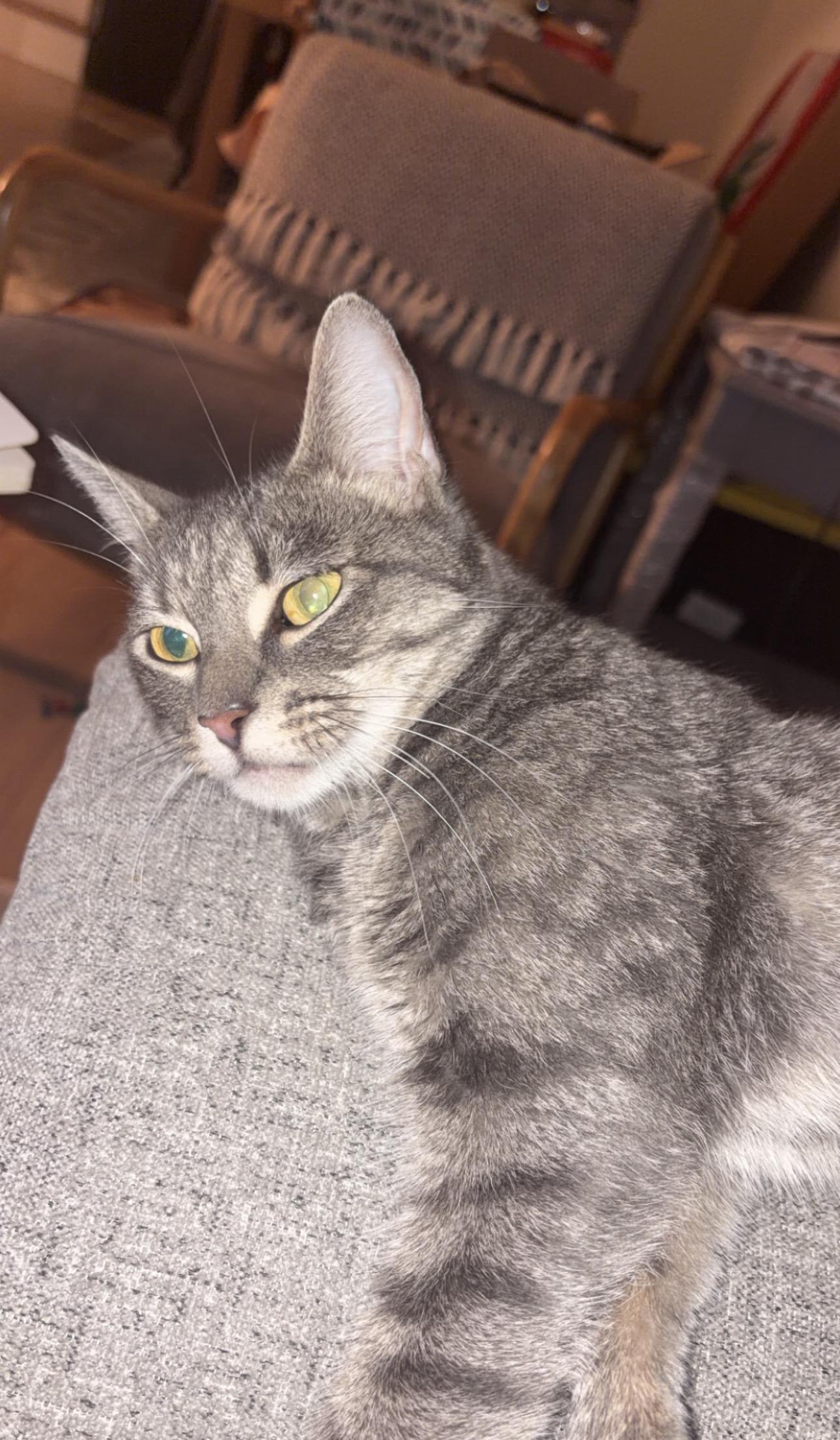 Dove, an adopted Domestic Short Hair in South Ozone Park, NY image 3/3