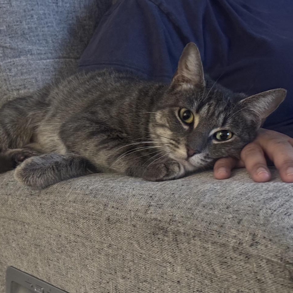 Dove, adopted, Young Female Domestic Short Hair.
