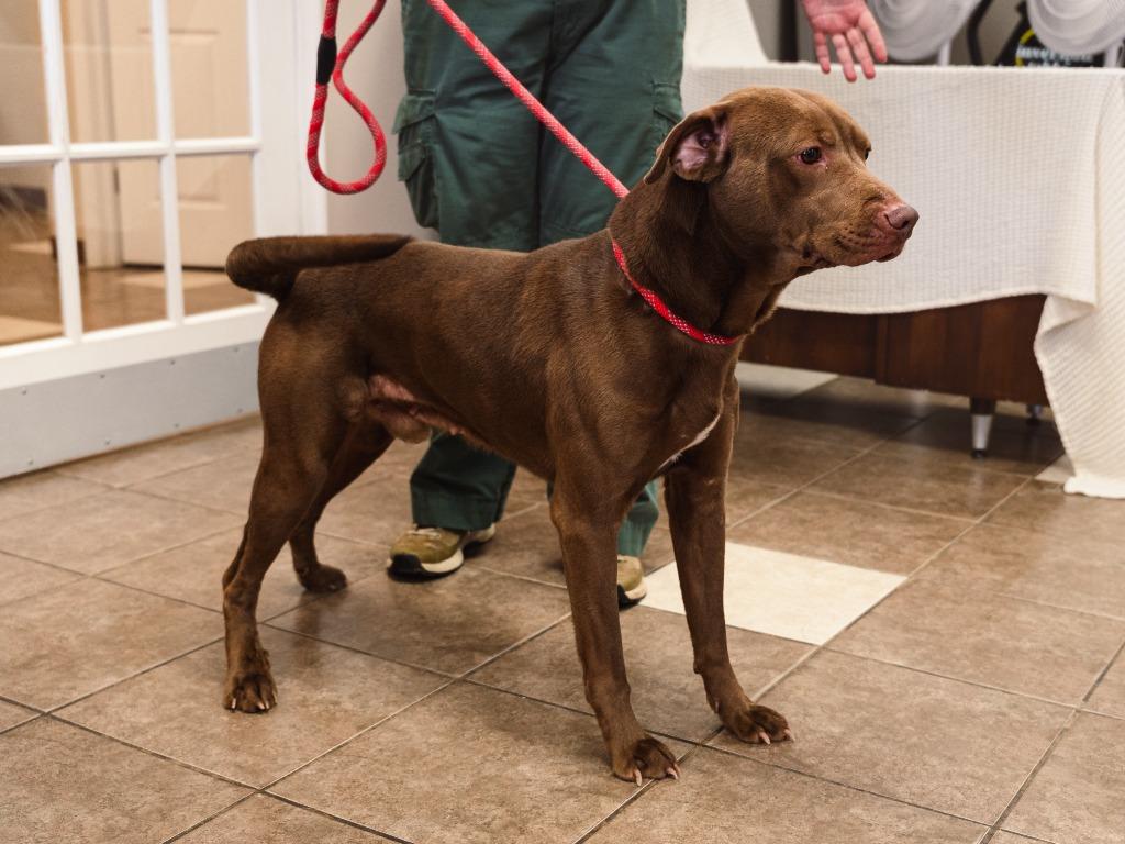 Bear, Adoptable, Adult Male Labrador Retriever.