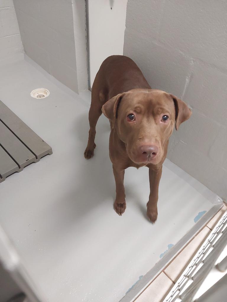 Bear, Adoptable, Adult Male Labrador Retriever.