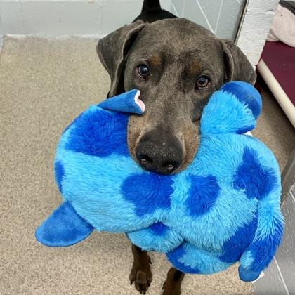 Mervin, a Adoptable Doberman Pinscher in Wheaton, IL image 1/3