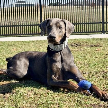 Mervin, a Adoptable Doberman Pinscher in Wheaton, IL image 2/3