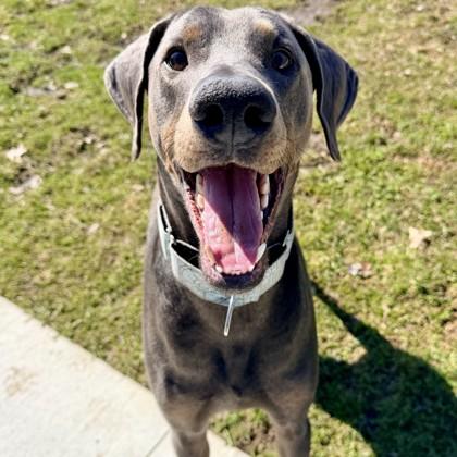Mervin, a Adoptable Doberman Pinscher in Wheaton, IL image 3/3