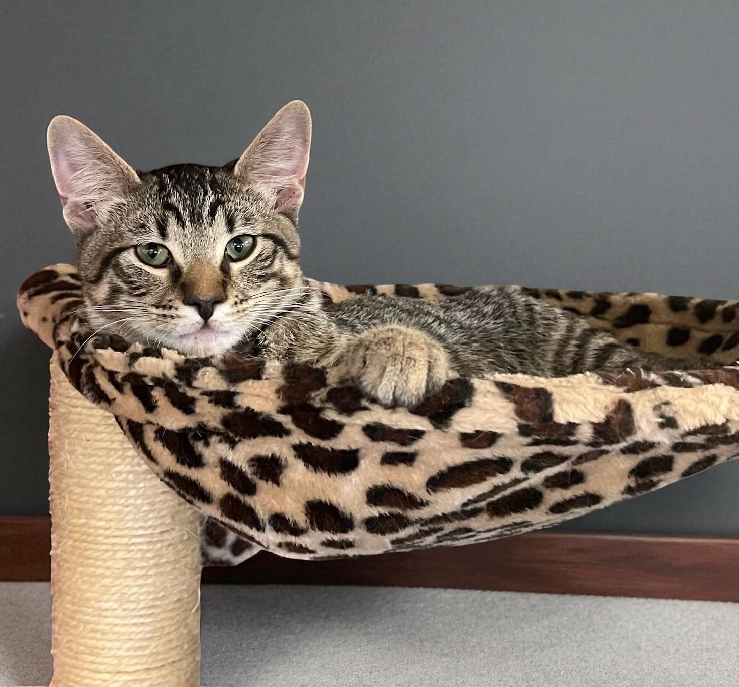 Vinny – The Sweet, Soft-Spoken Kitten Who Loves Deeply