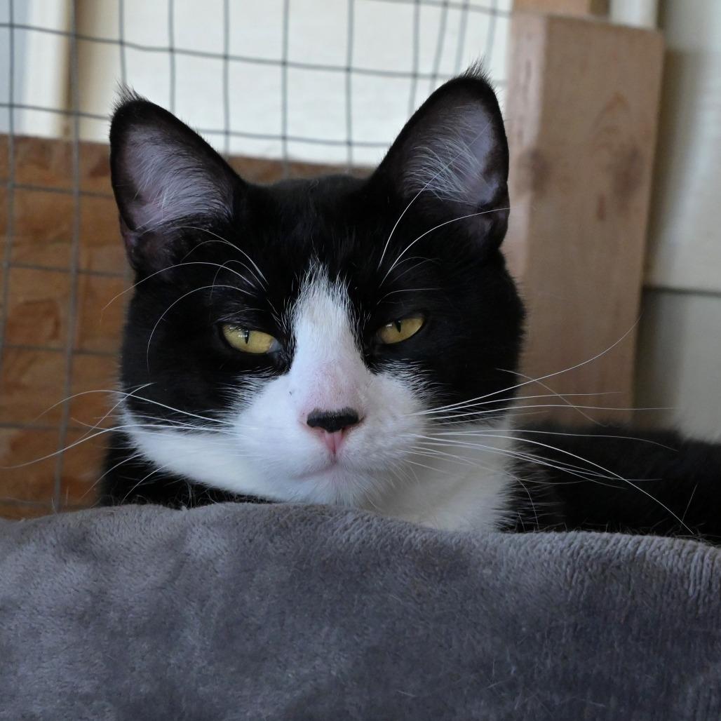 Giovanni, Adoptable, Adult Male Domestic Short Hair.