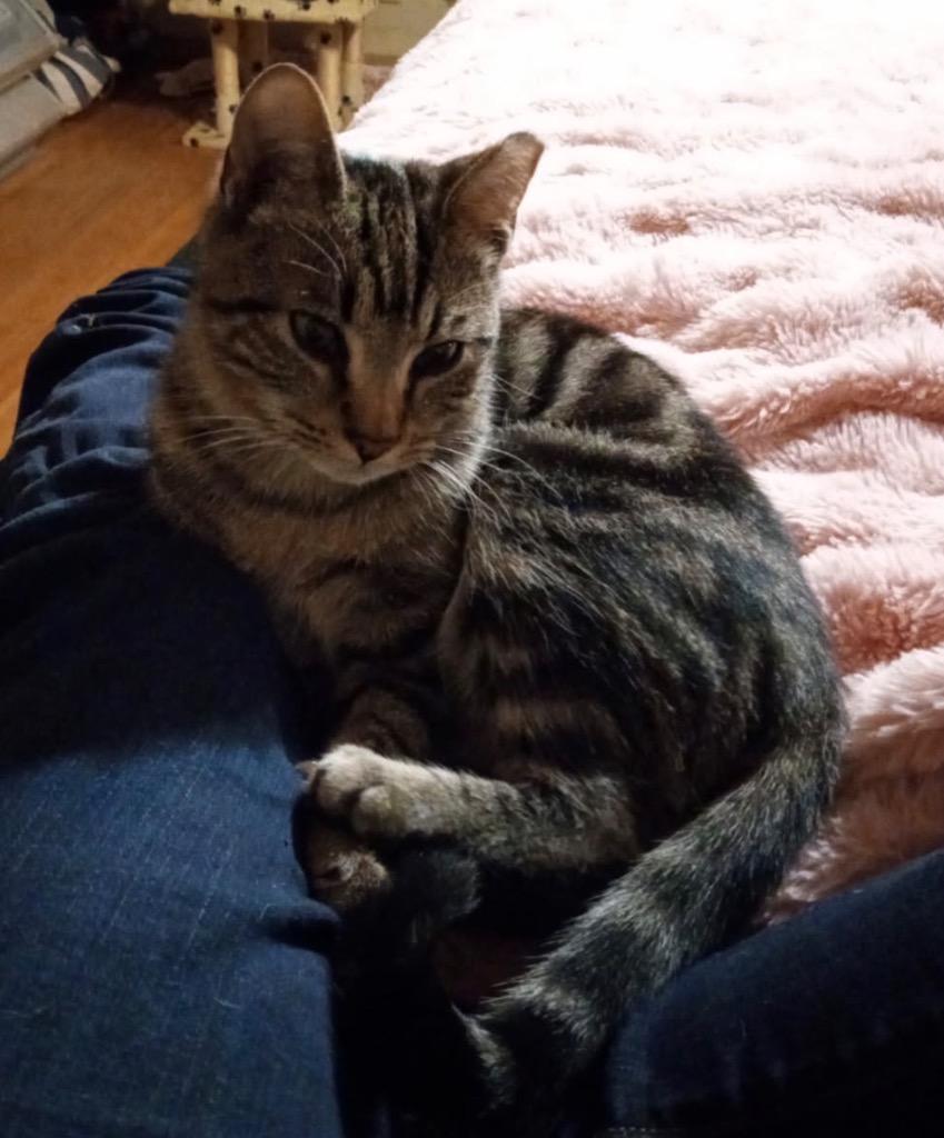 Shadow Station, Adoptable, Young Male Domestic Short Hair.