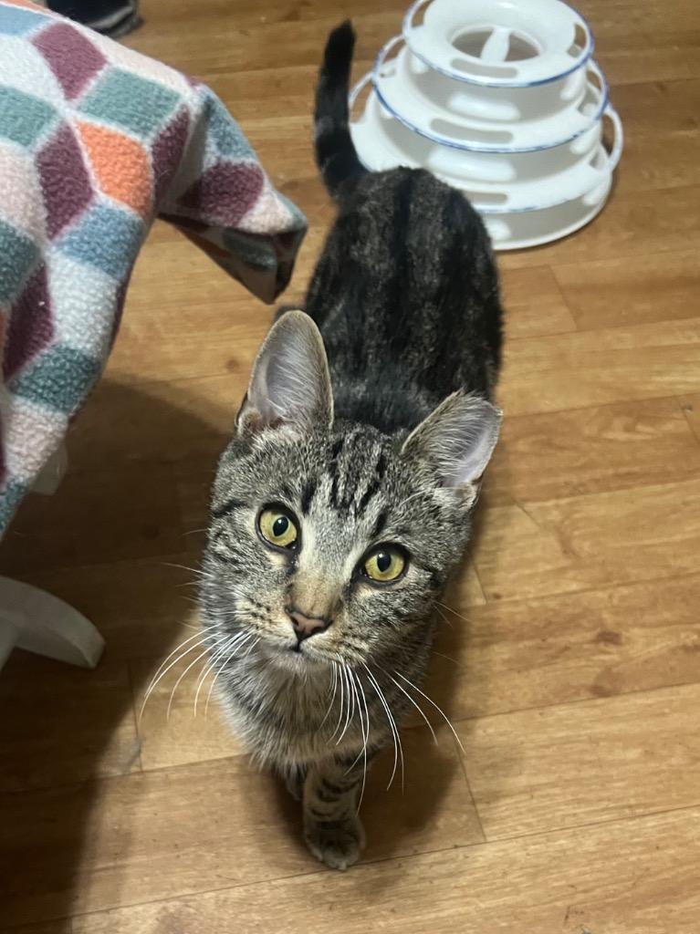 Enlarge Shadow Station, a Adoptable mixed breed in Douglasville, GA image 2/5