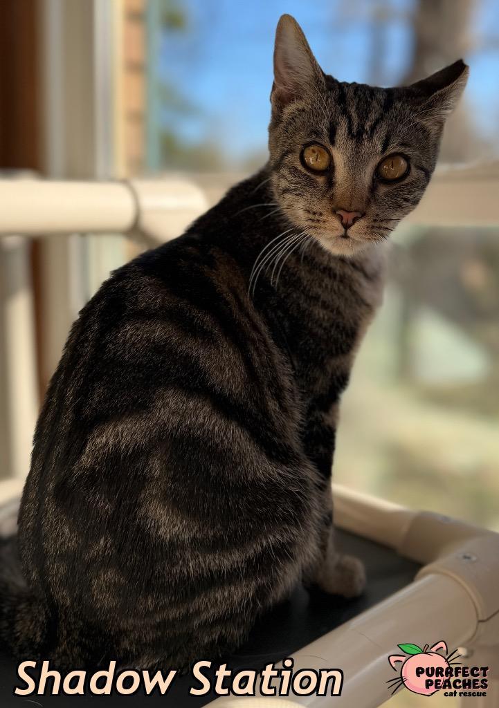 Enlarge Shadow Station, a Adoptable mixed breed in Douglasville, GA image 3/5