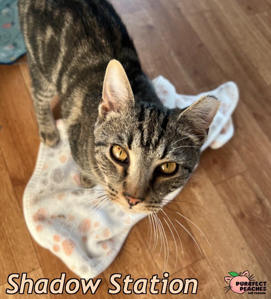Enlarge Shadow Station, a Adoptable mixed breed in Douglasville, GA image 4/5