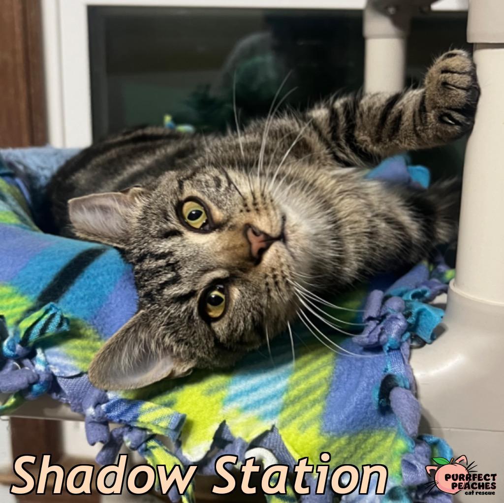 Enlarge Shadow Station, a Adoptable mixed breed in Douglasville, GA image 5/5