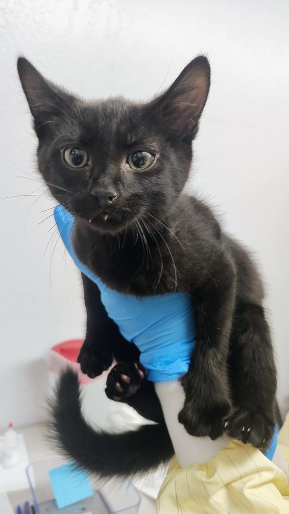 Walla Walla, Adoptable, Kitten Male Domestic Short Hair.