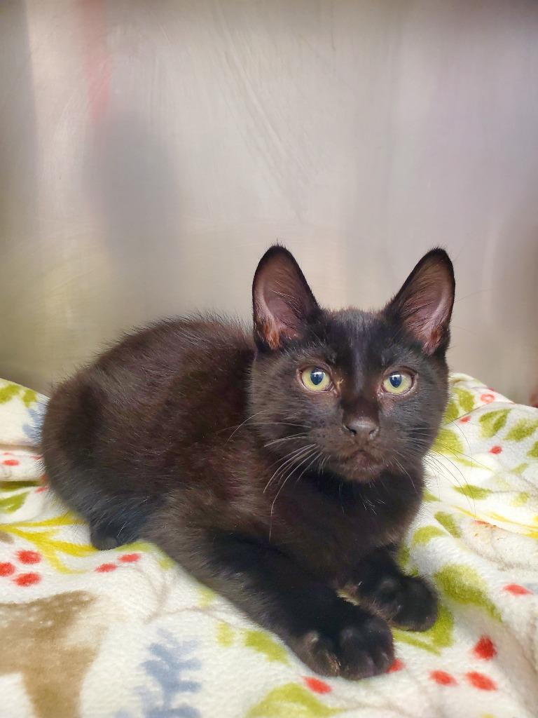 Walla Walla, a Adoptable mixed breed in Grants Pass, OR image 2/2