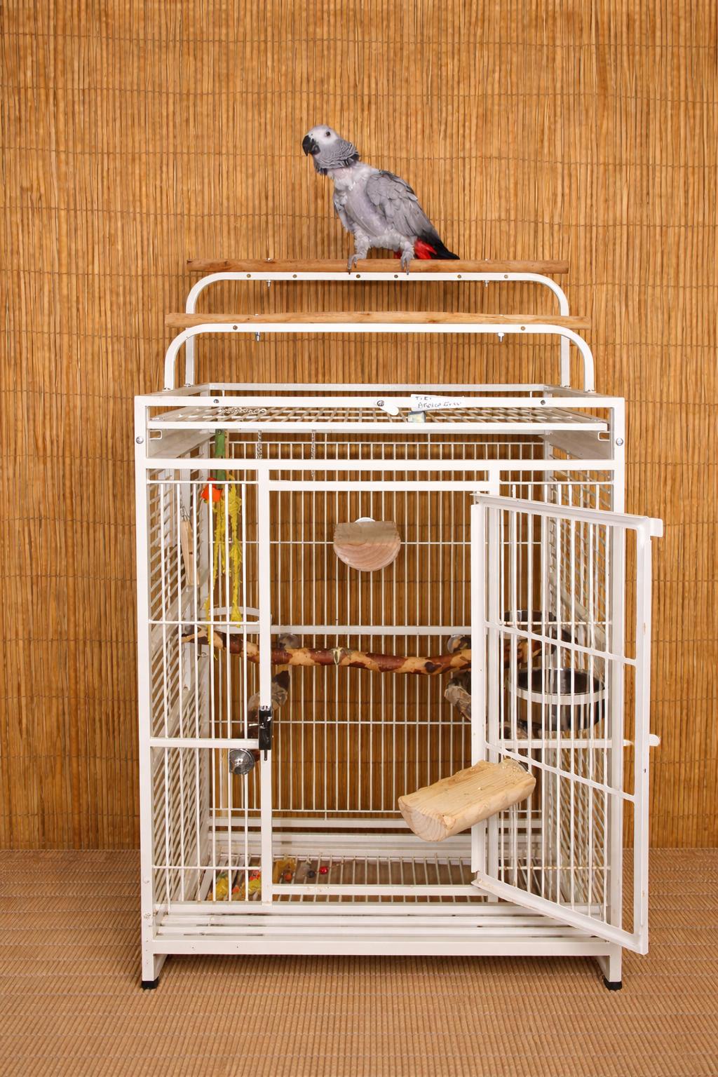 Tiki M 28 YO African Grey Prefers Women, a ADOPTABLE African Grey in Vancouver, WA image 3/5