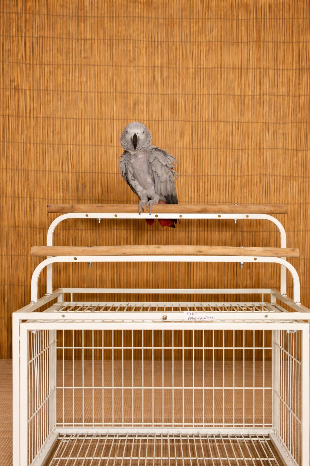 Tiki M 28 YO African Grey Prefers Women, ADOPTABLE, Adult Male African Grey.