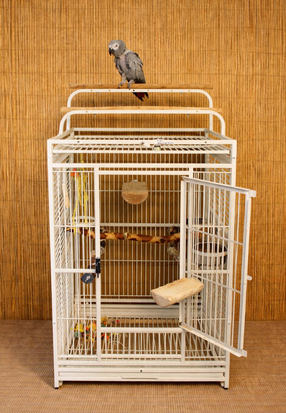 Tiki M 28 YO African Grey Prefers Women, a ADOPTABLE African Grey in Vancouver, WA image 4/5