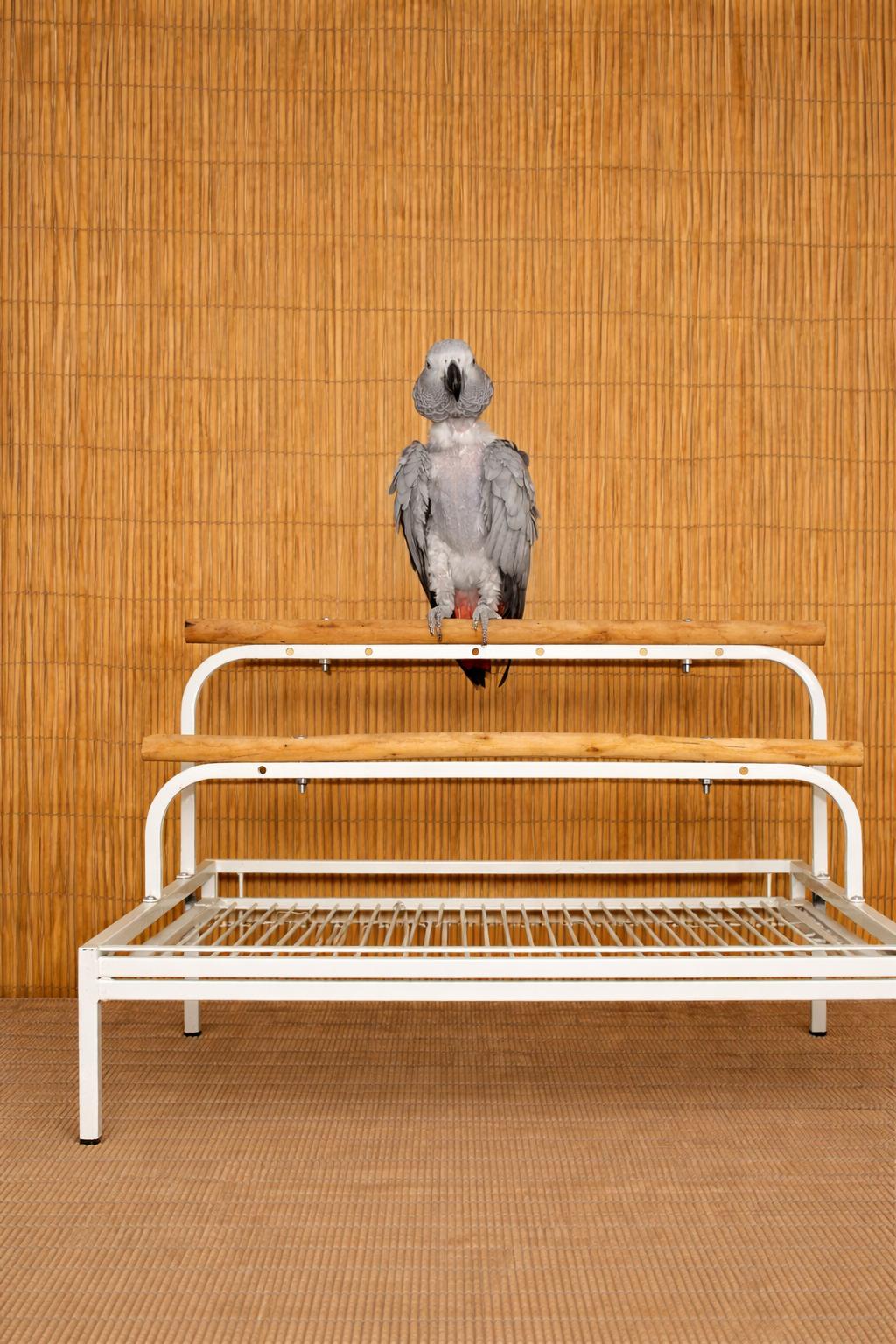 Tiki M 28 YO African Grey Prefers Women, a ADOPTABLE African Grey in Vancouver, WA image 2/5