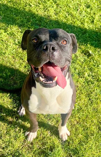 HENDRIX, Adoptable, Adult Male Pit Bull Terrier.