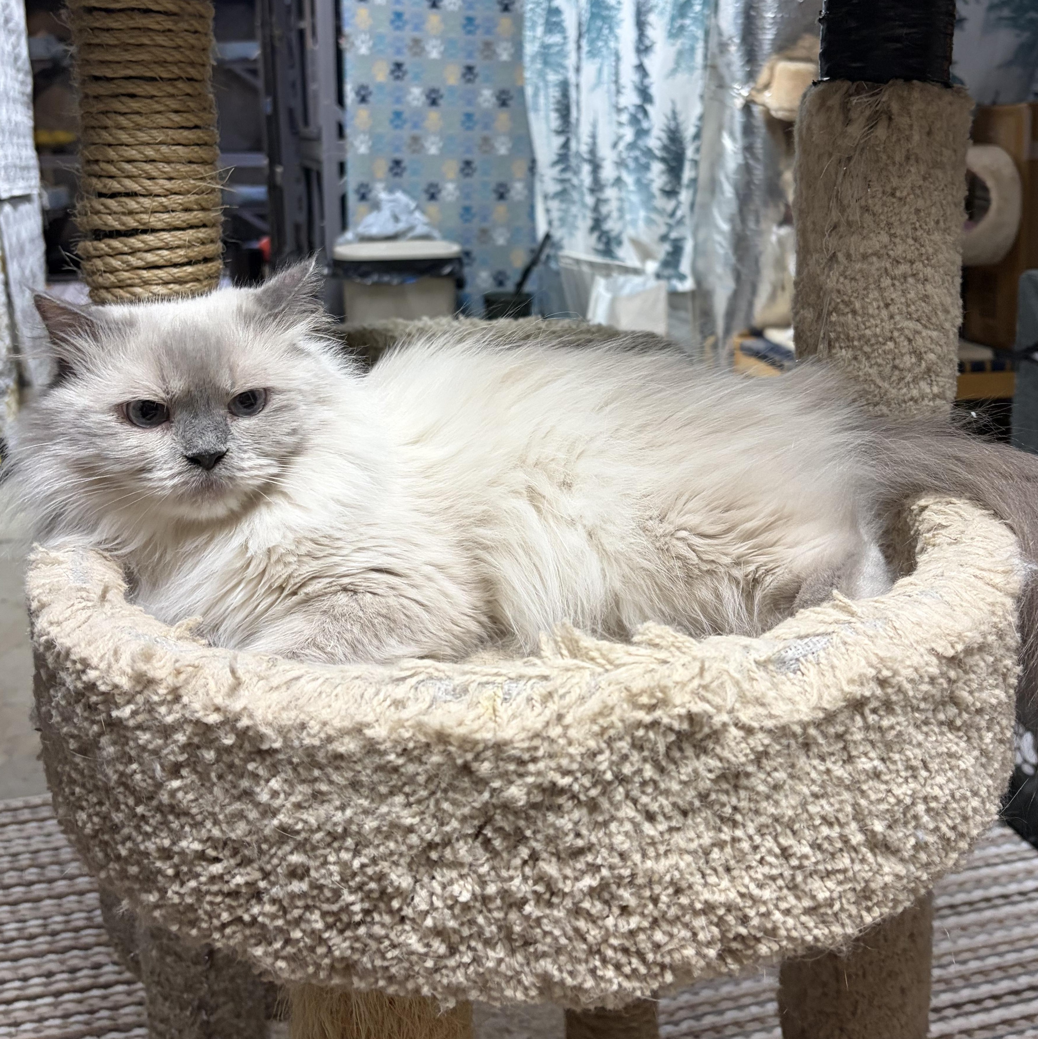 Enlarge Molly, a Adoptable Himalayan in Middletown, DE image 2/3