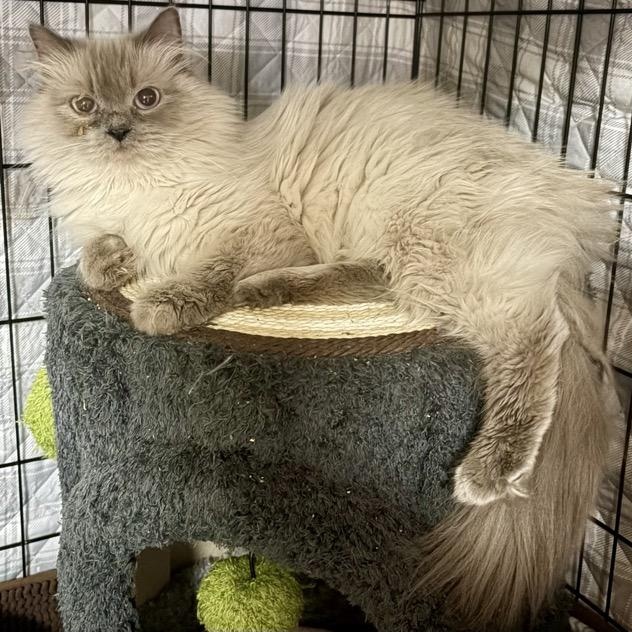 Enlarge Molly, a Adoptable Himalayan in Middletown, DE image 1/3