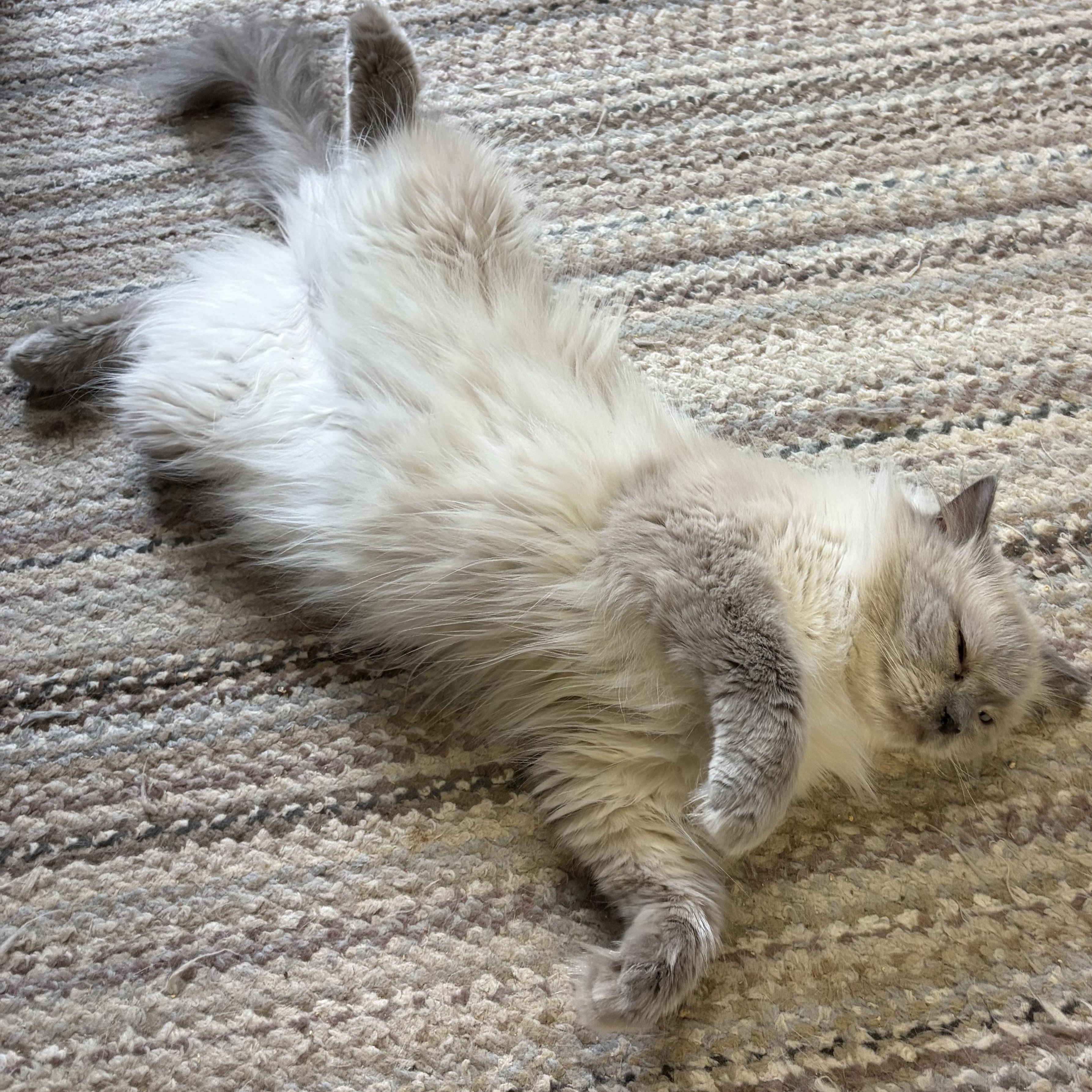 Enlarge Molly, a Adoptable Himalayan in Middletown, DE image 3/3