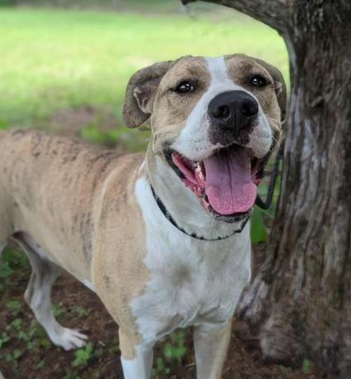 Alibi, a Adoptable mixed breed in Ocala, FL image 6/6