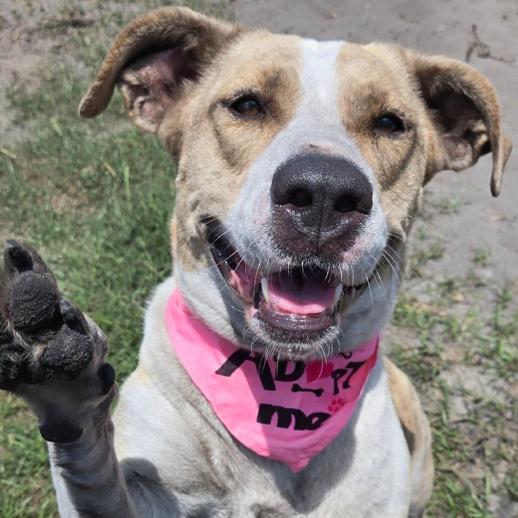 Alibi, a Adoptable mixed breed in Ocala, FL image 2/6
