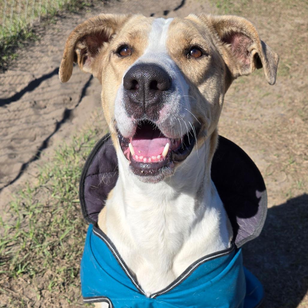 Enlarge Alibi, a Adoptable mixed breed in Ocala, FL image 3/6