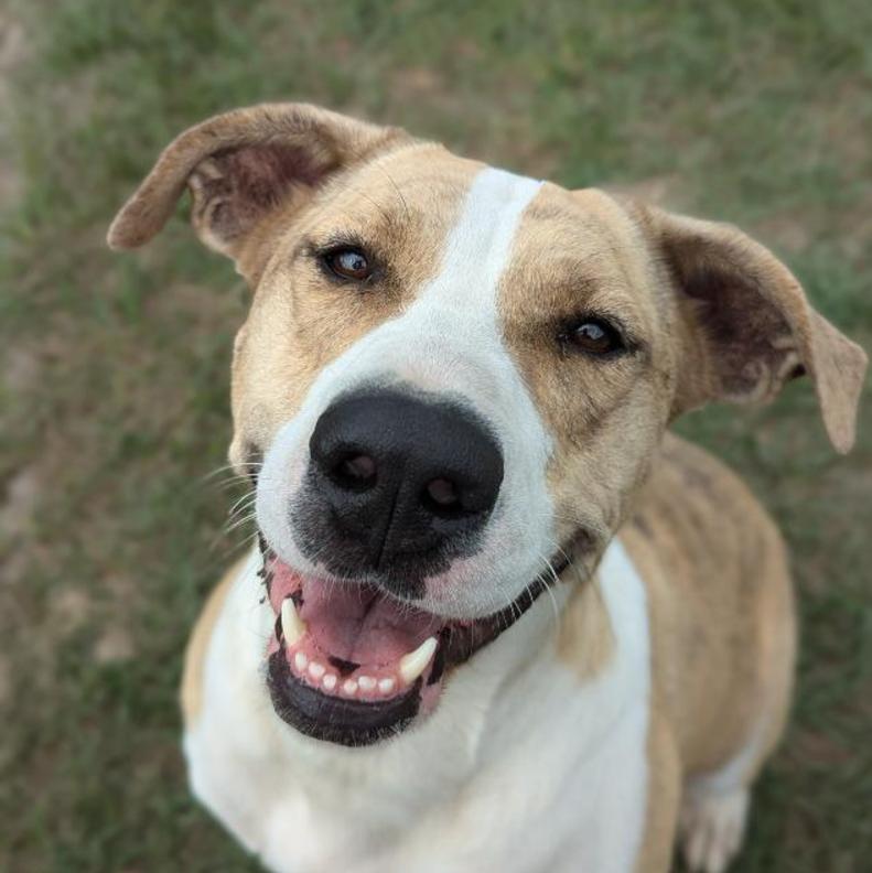 Alibi, a Adoptable mixed breed in Ocala, FL image 5/6