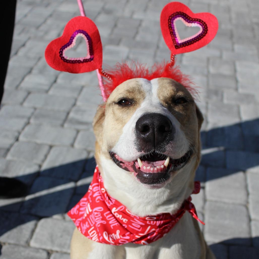 Enlarge Alibi, a Adoptable mixed breed in Ocala, FL image 2/6