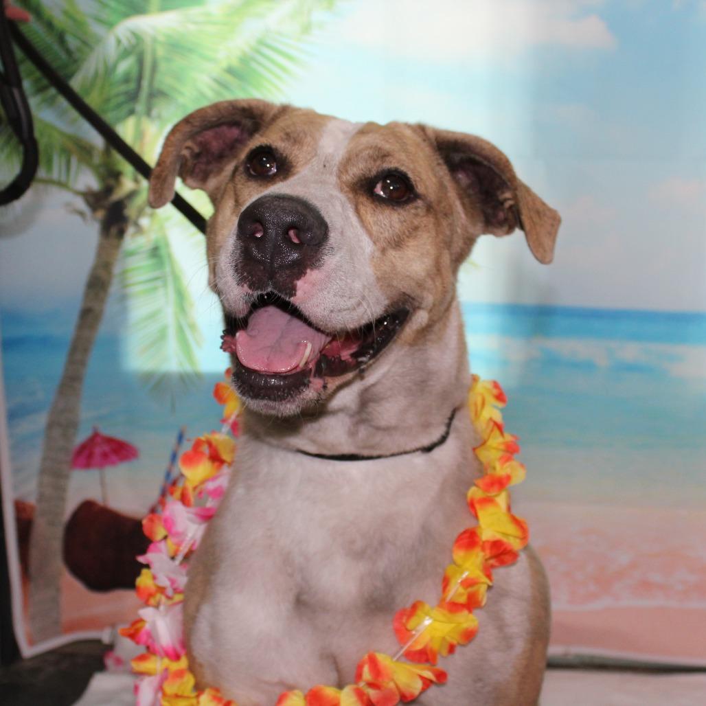 Alibi, a Adoptable mixed breed in Ocala, FL image 3/6