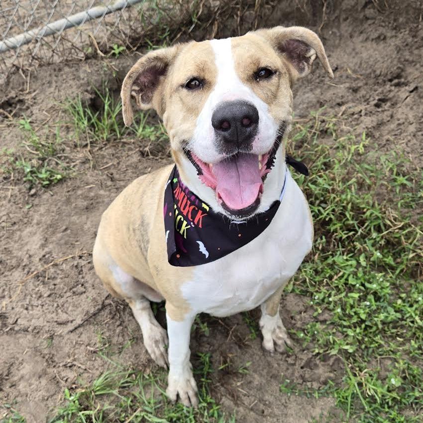 Alibi, Adoptable, Adult Female American Bulldog & Catahoula Leopard Dog.