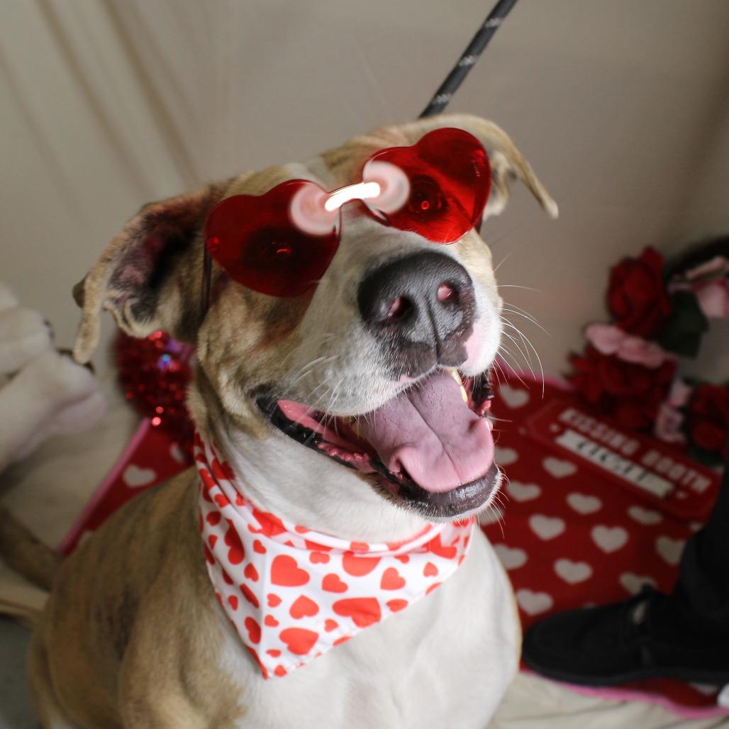 Alibi, a Adoptable mixed breed in Ocala, FL image 4/6