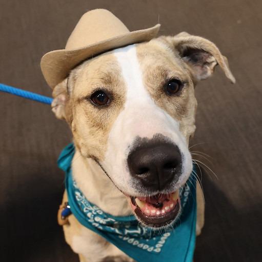 Enlarge Alibi, a Adoptable mixed breed in Ocala, FL image 1/6