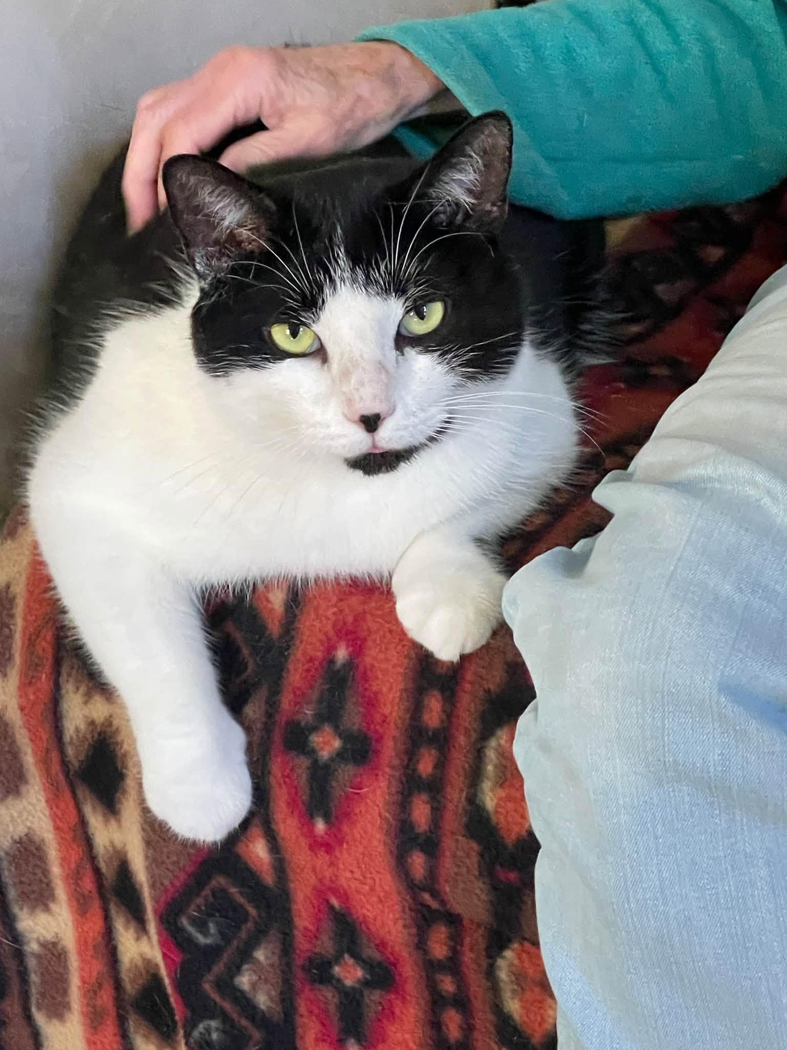 Enlarge Oreo of course, a Adoptable Tuxedo in Bath, ME image 2/6
