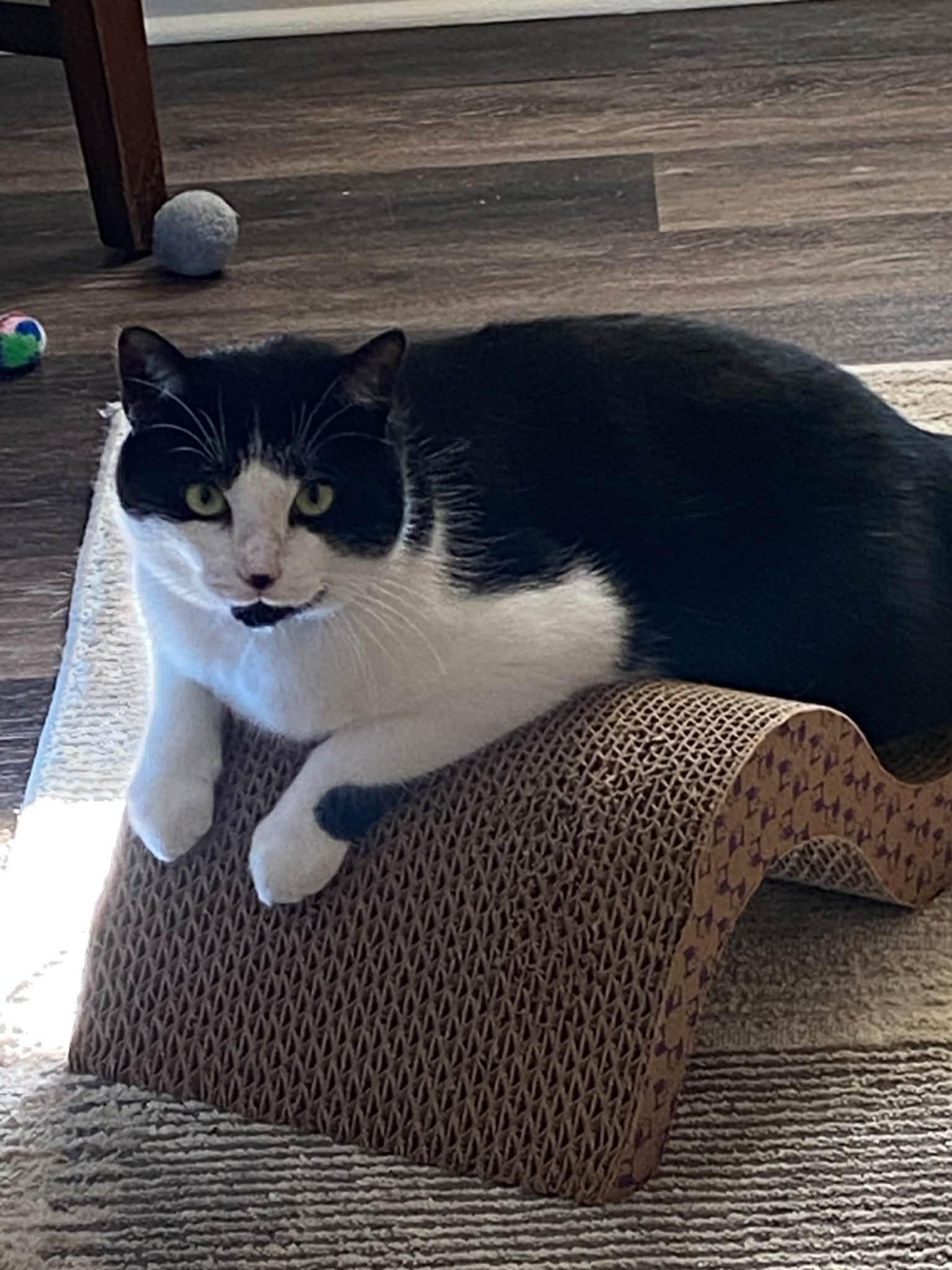 Enlarge Oreo of course, a Adoptable Tuxedo in Bath, ME image 5/6