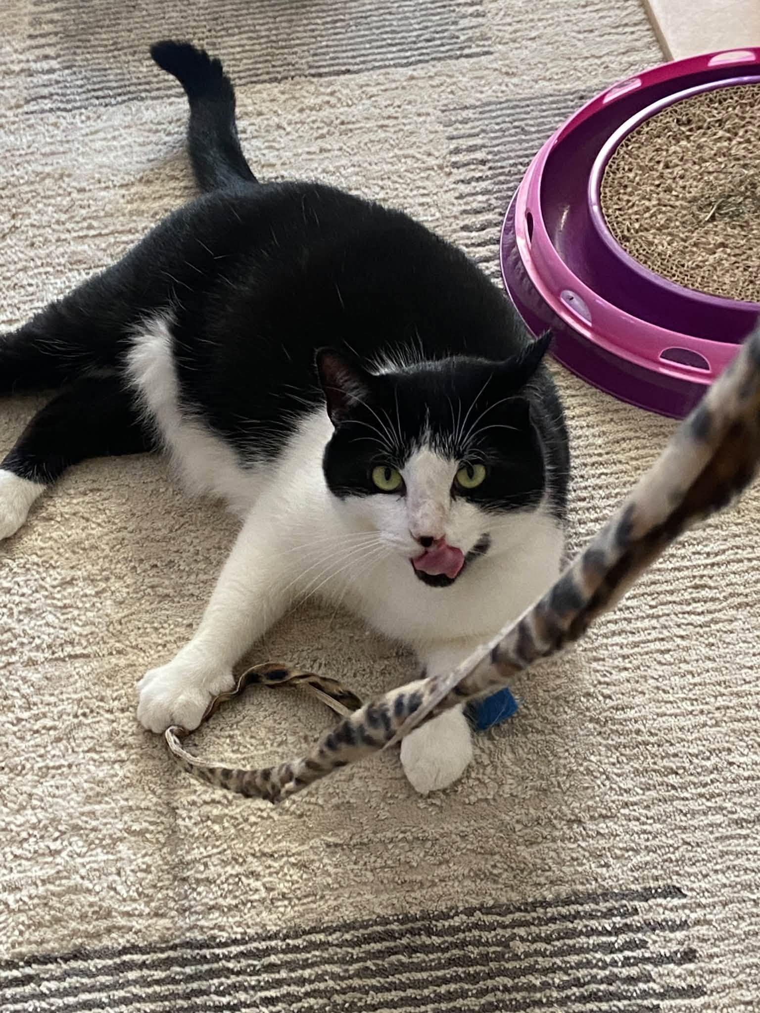 Enlarge Oreo of course, a Adoptable Tuxedo in Bath, ME image 6/6